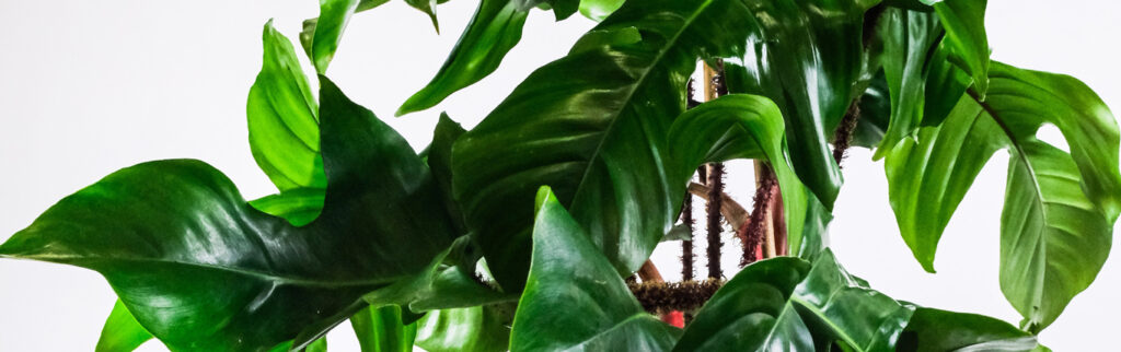 Plantes Addict One Nation Paris Outlet
